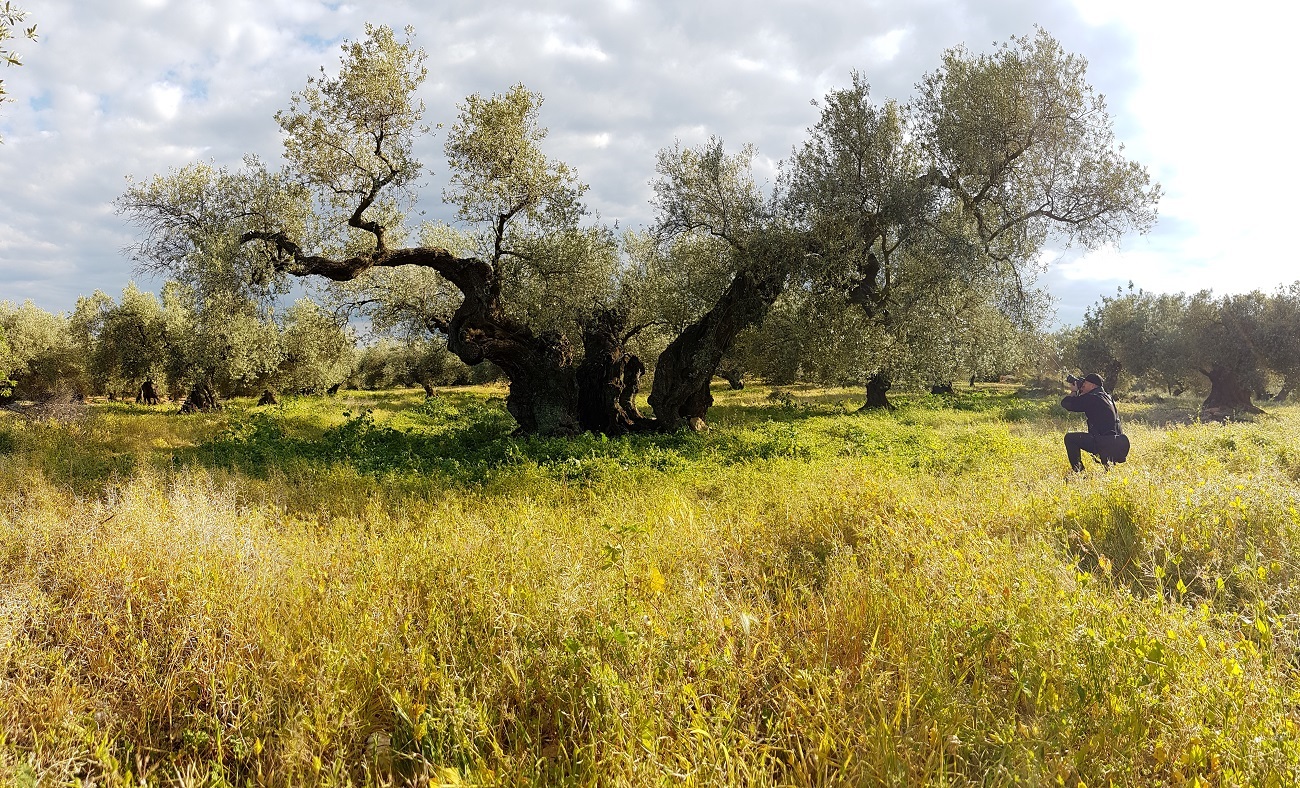 ANDACastellon_Claude et l'olivier millénaire ©Laurence Crinquant