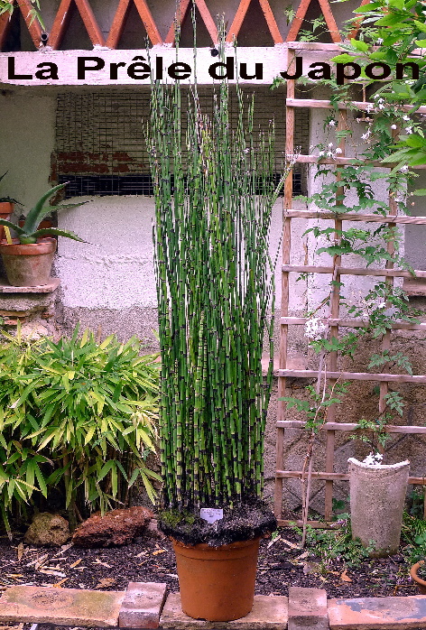 flflPrêle du Japon - Equisetum hyemale japonicum